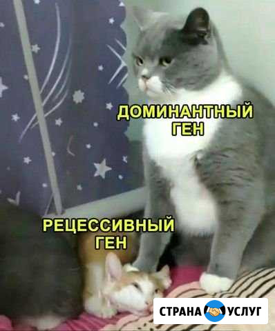 Специалист по дрессировки собак Черкесск - изображение 1