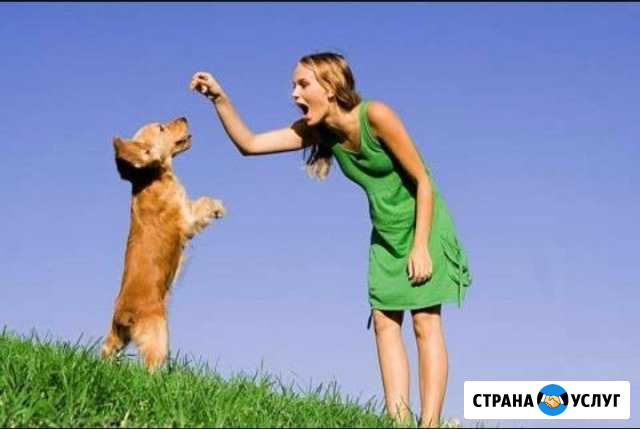 Профессиональная дрессировка собак Выборг - изображение 1