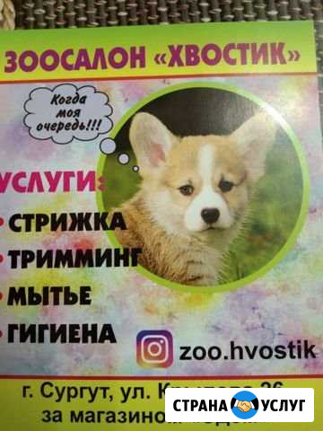 Зоосалон хвостик Сургут - изображение 1