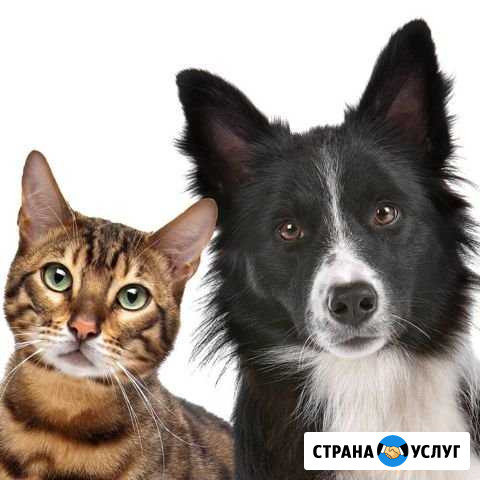 Кастрация котов, собак Балаково - изображение 1