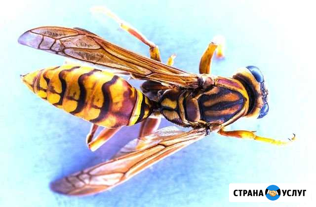 Уничтожение комаров, муравьев, ос, шершней, клещей Самара - изображение 1