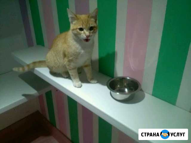 Минигостиница для котов Волоколамск - изображение 1
