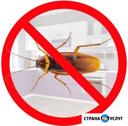 Санобработка. Уничтожение тараканов кло Тольятти - изображение 1