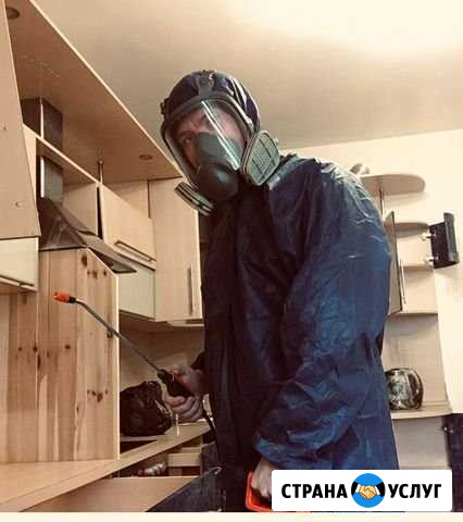 Уничтожение тараканов клопов блох Самара - изображение 1