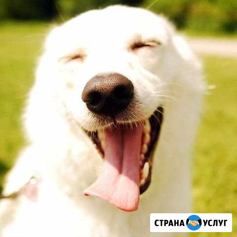 Передержка и дрессировка собак Хабаровск - изображение 1