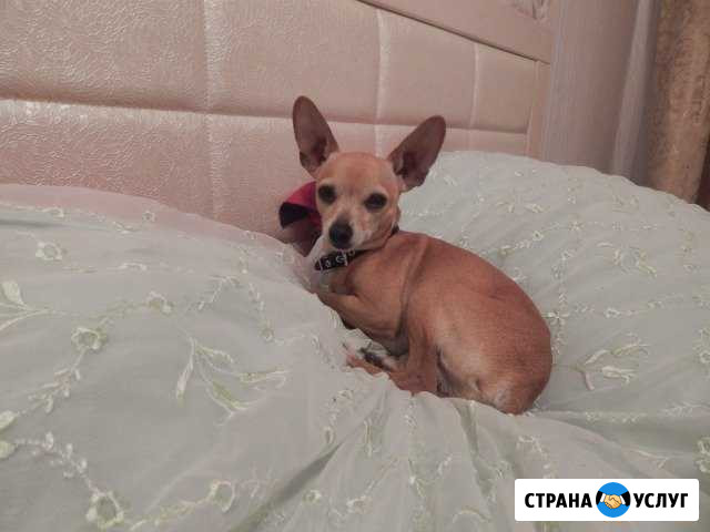 Той терьер вязка Иркутск - изображение 1