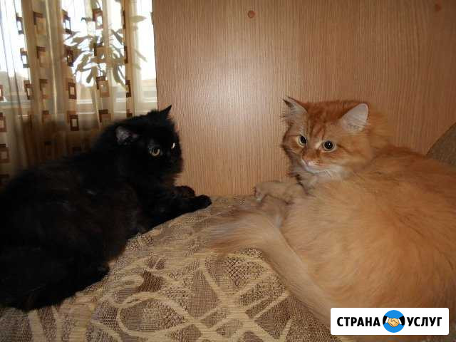 Стрижка кошек,собак,йорков,кастрация котов, выезд Киров - изображение 1