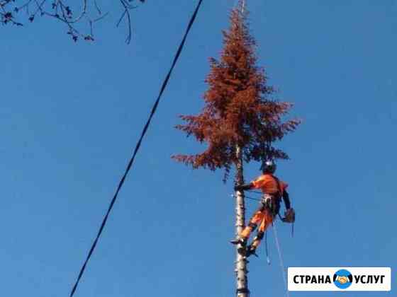 Спил деревьев Брянск