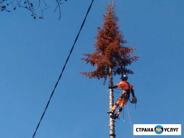 Спил деревьев Брянск - изображение 1