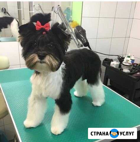 Случка Иркутск - изображение 1