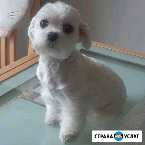 Стрижка собак и кошек Тольятти - изображение 1