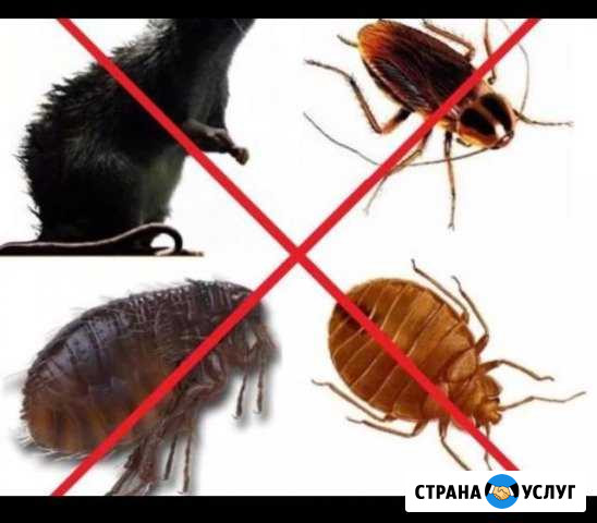 Уничтожение насикомых Казань - изображение 1