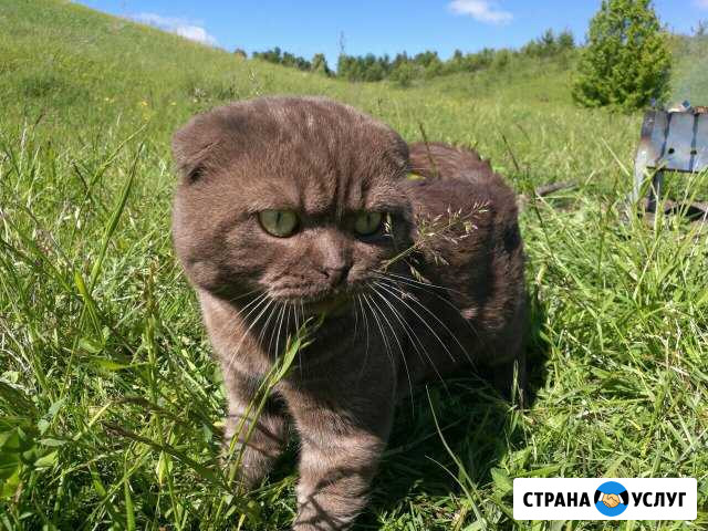 Шотландский кот для вязки Димитровград - изображение 1
