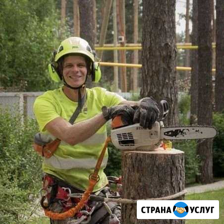 Спилить дерево. Обрезка веток Сысерть Сысерть - изображение 1