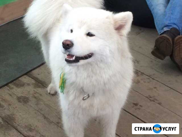 Домашняя передержка Новое Девяткино - изображение 1