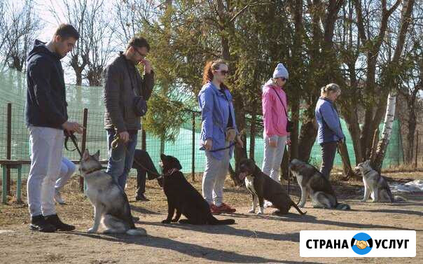 Дрессировка собак Иваново Курсы воспитания Иваново - изображение 1