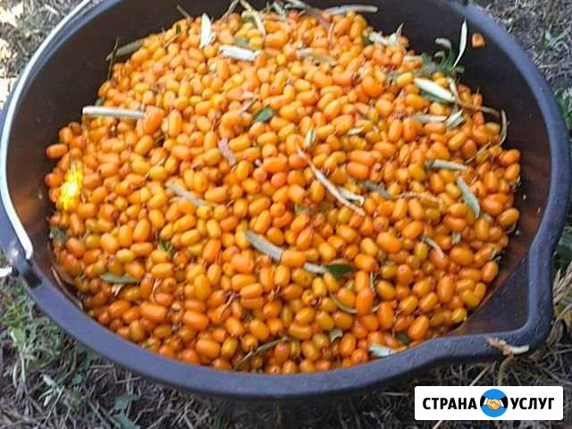 Облепиха Рубцовск - изображение 1