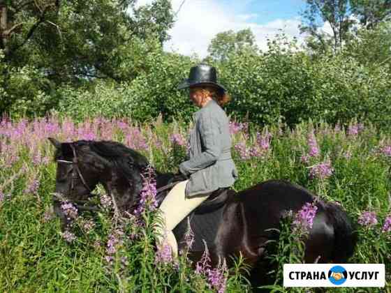 Лошадь в аренду. Конные прогулки Петергоф