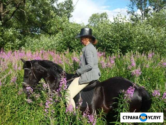 Лошадь в аренду. Конные прогулки Петергоф - изображение 1