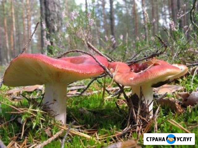 Грибы Тверь - изображение 1