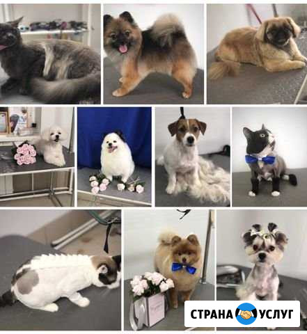 Стрижки. Грумер. Кошки. Собаки Нижневартовск - изображение 1