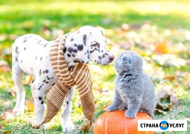 Уход за животными Барнаул - изображение 1