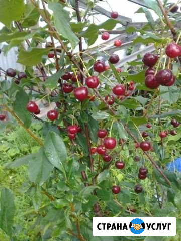 Продаю вишню Слободской - изображение 1