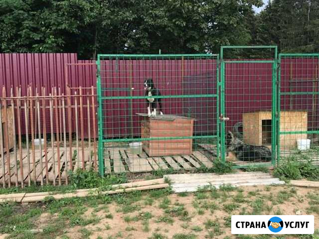Передержка собак,кошек Зеленоград - изображение 1