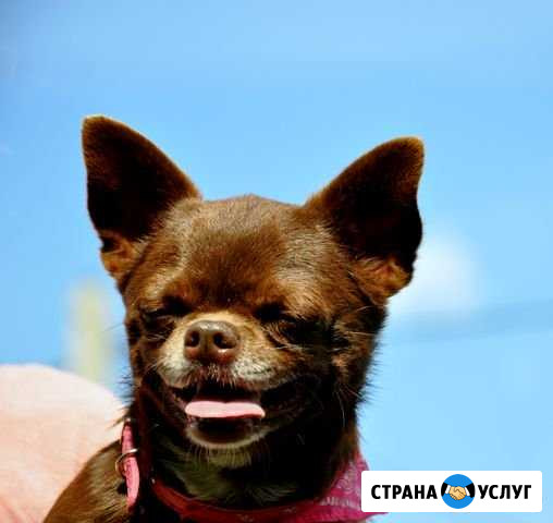 Вязка чихуахуа Липецк - изображение 1