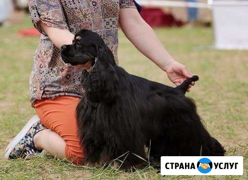 Американский кокер спаниель для вязки Чебоксары - изображение 1