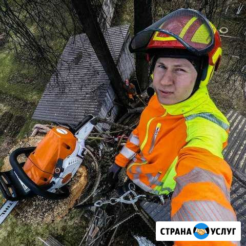 Валка аварийных деревьев частями, Обрезка деревьев Рощино - изображение 1