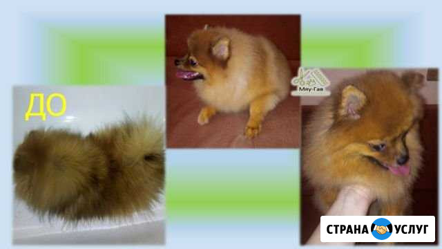Стрижка собак и кошек Миасс - изображение 1