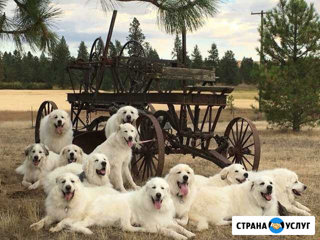 Гостиница для собак Орёл - изображение 1