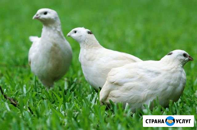 Перепелиная ферма под ключ Ставрополь - изображение 1