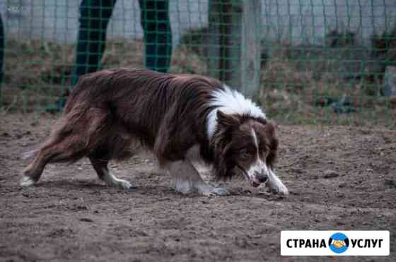 Дрессировка Кострома