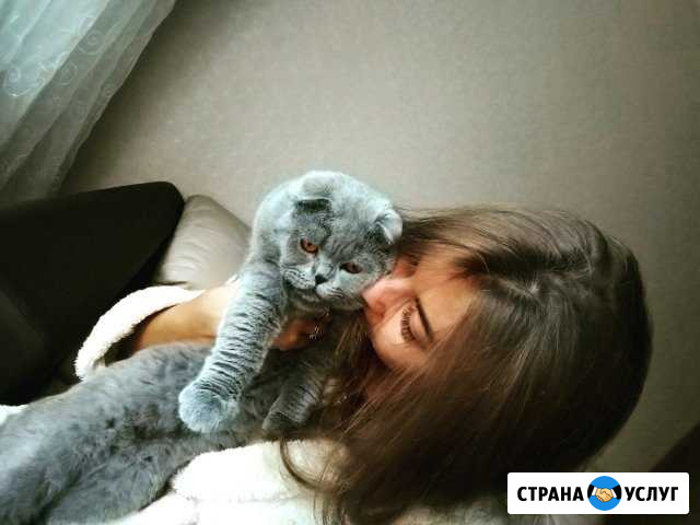 Шотландский вислоухий кот - На вязку Владимир - изображение 1