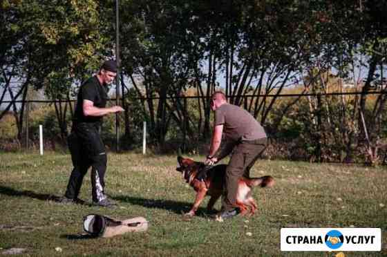 Дрессировка собак, хендлер,кинолог, передрежка Казань