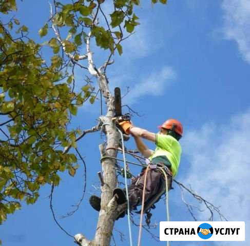 Спил деревьев Севастополь - изображение 1