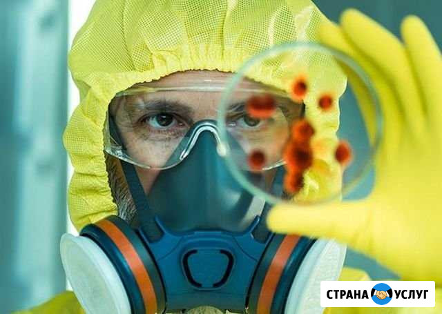 Травим таракановклопов Дезинфекция помещений Одинцово - изображение 1