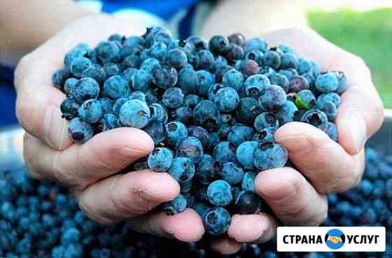 Ягоды Надым Надым