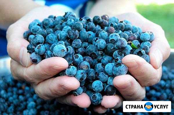 Ягоды Надым Надым - изображение 1