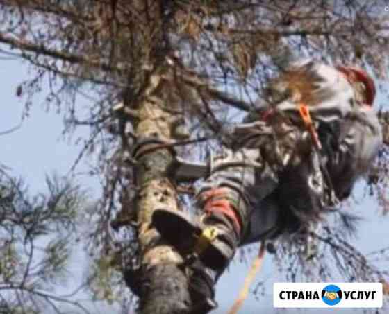 Удаление деревьев с уборкой Видное