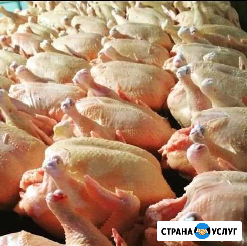 Куры Кардоникская - изображение 1