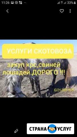Услуги скотовоза Шипуново - изображение 1