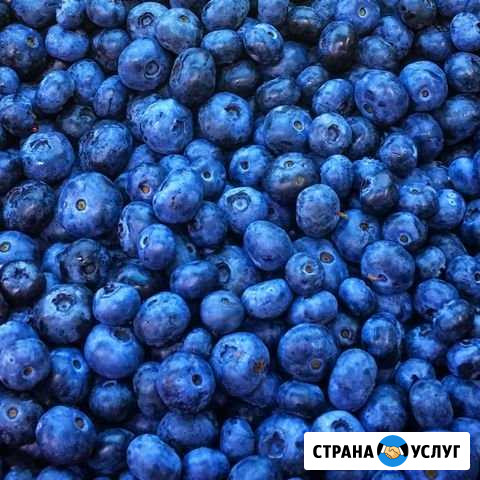 Черника Ханты-Мансийск - изображение 1