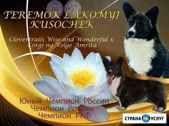Вельш корги кардиган вязка Раменское