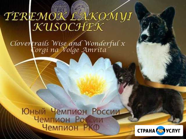 Вельш корги кардиган вязка Раменское - изображение 1