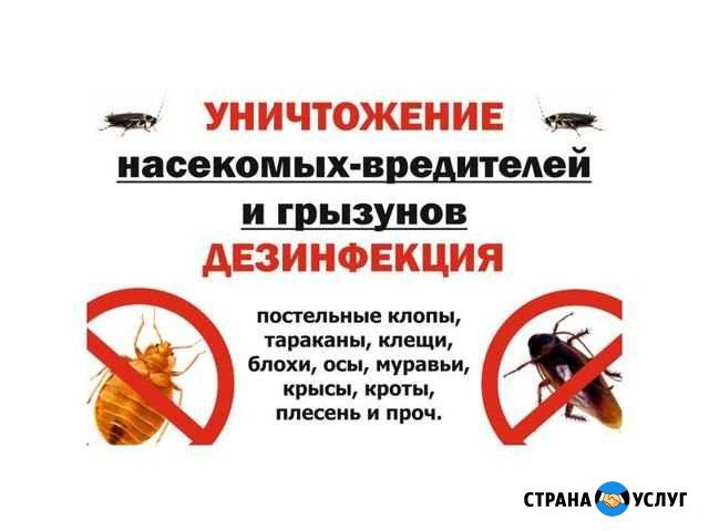 Уничтожение тараканов и клопов.дезинсекция.дезинс Астрахань - изображение 1