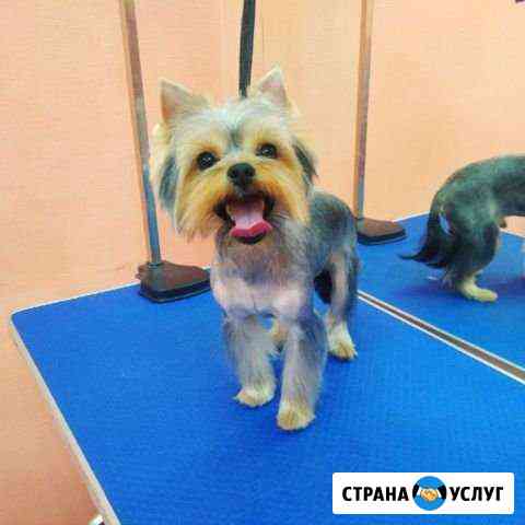 Стрижка кошек и собак Новосибирск
