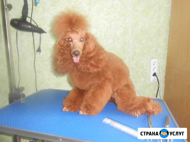 Стрижка собак и кошек Ачинск - изображение 1